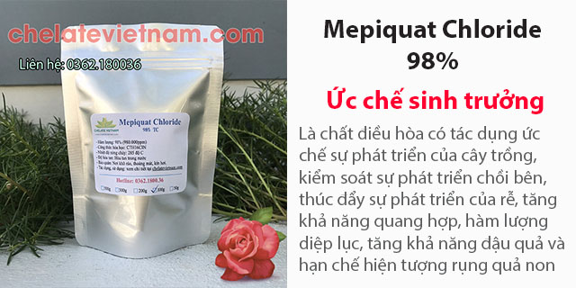 Bán Mepiquat Chloride 98% chất ức chế sinh trưởng, kiểm soát chiều cao, tăng năng suất